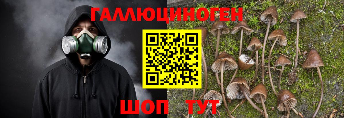 Псилоцибиновые грибы мицелий Черногорск